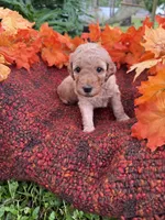 Lilo, a female Miniature Goldendoodle for sale in Fort Myers, FL – Photo 2 of 2