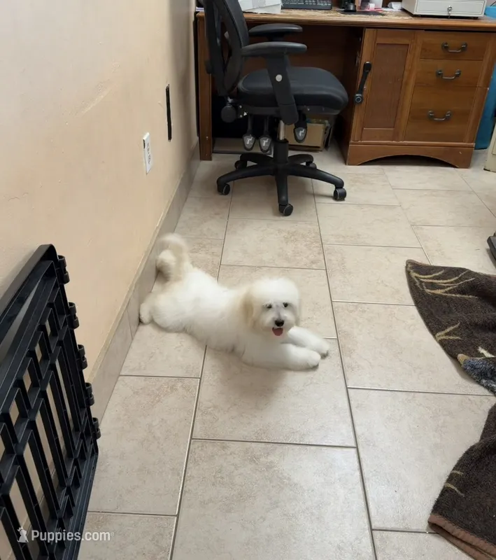 Lilo  – Miniature Goldendoodle puppy for sale in Fort Myers, FL