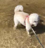 Lazzie , a female Miniature Goldendoodle for sale in Fort Myers, FL – Photo 6 of 9