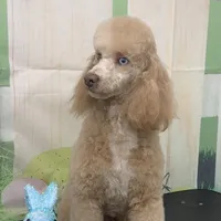 Lazzie , a female Miniature Goldendoodle for sale in Fort Myers, FL – Photo 9 of 10