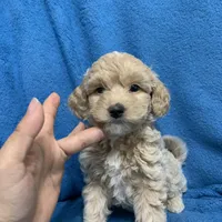 Lazzie , a female Miniature Goldendoodle for sale in Fort Myers, FL – Photo 3 of 10