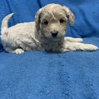 Lazzie , a female Miniature Goldendoodle for sale in Fort Myers, FL – Photo 4 of 10