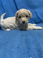 Lazzie , a female Miniature Goldendoodle for sale in Fort Myers, FL – Photo 4 of 9