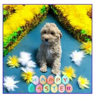 Lazzie , a female Miniature Goldendoodle for sale in Fort Myers, FL – Photo 1 of 9