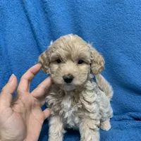 Lazzie , a female Miniature Goldendoodle for sale in Fort Myers, FL – Photo 1 of 10