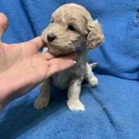 Lazzie , a female Miniature Goldendoodle for sale in Fort Myers, FL – Photo 2 of 10