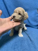 Lazzie , a female Miniature Goldendoodle for sale in Fort Myers, FL – Photo 1 of 9