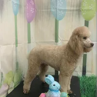 Lazzie , a female Miniature Goldendoodle for sale in Fort Myers, FL – Photo 8 of 10