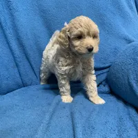 Lazzie , a female Miniature Goldendoodle for sale in Fort Myers, FL – Photo 6 of 10