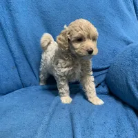 Lazzie , a female Miniature Goldendoodle for sale in Fort Myers, FL – Photo 10 of 10