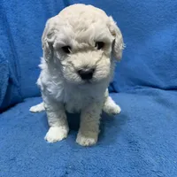 Simba , a male Miniature Goldendoodle for sale in Fort Myers, FL – Photo 4 of 9