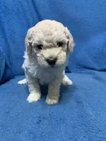 Simba , a male Miniature Goldendoodle for sale in Fort Myers, FL – Photo 4 of 9