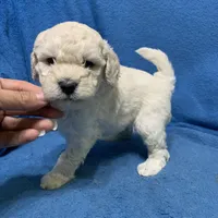 Simba , a male Miniature Goldendoodle for sale in Fort Myers, FL – Photo 3 of 9