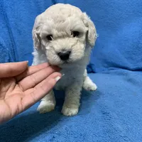 Simba , a male Miniature Goldendoodle for sale in Fort Myers, FL – Photo 1 of 9