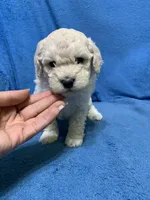 Simba , a male Miniature Goldendoodle for sale in Fort Myers, FL – Photo 1 of 9