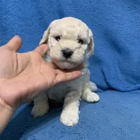 Simba , a male Miniature Goldendoodle for sale in Fort Myers, FL – Photo 5 of 9