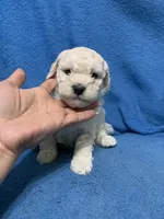 Simba , a male Miniature Goldendoodle for sale in Fort Myers, FL – Photo 5 of 9