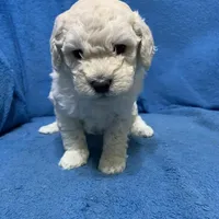 Simba , a male Miniature Goldendoodle for sale in Fort Myers, FL – Photo 2 of 9