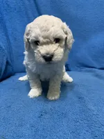 Simba , a male Miniature Goldendoodle for sale in Fort Myers, FL – Photo 2 of 9