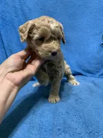 Mini , a female Miniature Goldendoodle for sale in Fort Myers, FL – Photo 2 of 9