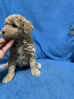 Mini , a female Miniature Goldendoodle for sale in Fort Myers, FL – Photo 4 of 9