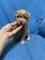 Mini , a female Miniature Goldendoodle for sale in Fort Myers, FL – Photo 5 of 9