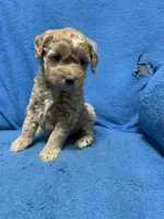 Mini , a female Miniature Goldendoodle for sale in Fort Myers, FL – Photo 3 of 9