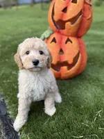 Helen, a female Miniature Goldendoodle for sale in Fort Myers, FL – Photo 2 of 3