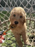 Helen, a female Miniature Goldendoodle for sale in Fort Myers, FL – Photo 1 of 3