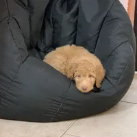 Stitch, a male Goldendoodle for sale in Fort Myers, FL – Photo 5 of 7