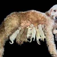 Stitch, a male Goldendoodle for sale in Fort Myers, FL – Photo 6 of 7