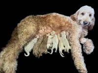 Stitch, a male Goldendoodle for sale in Fort Myers, FL – Photo 6 of 7