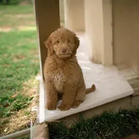 Stitch, a male Goldendoodle for sale in Fort Myers, FL – Photo 2 of 7