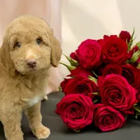 Stitch, a male Goldendoodle for sale in Fort Myers, FL – Photo 4 of 7