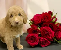 Stitch, a male Goldendoodle for sale in Fort Myers, FL – Photo 4 of 7