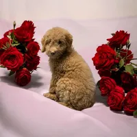 Stitch, a male Goldendoodle for sale in Fort Myers, FL – Photo 1 of 7