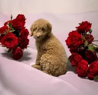 Stitch, a male Goldendoodle for sale in Fort Myers, FL – Photo 1 of 7