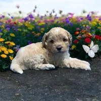 Nala, a female Miniature Goldendoodle for sale in Fort Myers, FL – Photo 3 of 7