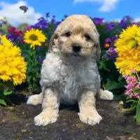 Nala, a female Miniature Goldendoodle for sale in Fort Myers, FL – Photo 7 of 7