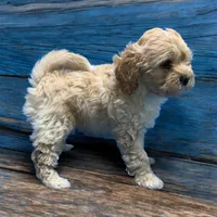 Nala, a female Miniature Goldendoodle for sale in Fort Myers, FL – Photo 1 of 7