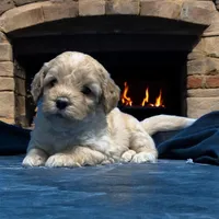 Nala, a female Miniature Goldendoodle for sale in Fort Myers, FL – Photo 6 of 7