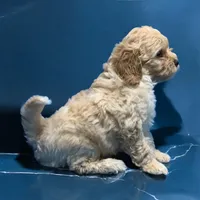 Nala, a female Miniature Goldendoodle for sale in Fort Myers, FL – Photo 5 of 7