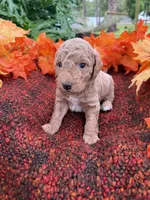Magic Mike, a male Miniature Goldendoodle for sale in Fort Myers, FL – Photo 2 of 2