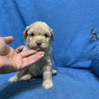 Nala , a female Miniature Goldendoodle for sale in Fort Myers, FL – Photo 5 of 10
