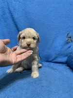 Nala , a female Miniature Goldendoodle for sale in Fort Myers, FL – Photo 4 of 9