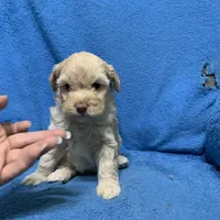 Nala , a female Miniature Goldendoodle for sale in Fort Myers, FL – Photo 2 of 10