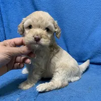 Nala , a female Miniature Goldendoodle for sale in Fort Myers, FL – Photo 4 of 10