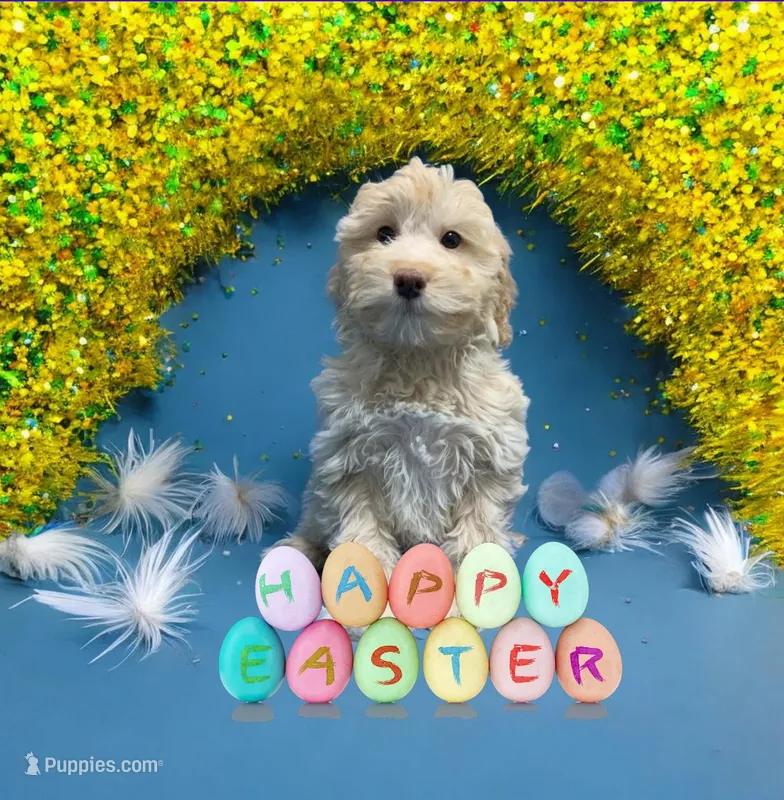 Nala , a female Miniature Goldendoodle for sale in Fort Myers, FL – Photo 1 of 10