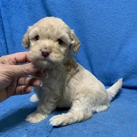 Nala , a female Miniature Goldendoodle for sale in Fort Myers, FL – Photo 3 of 10