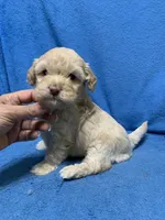 Nala , a female Miniature Goldendoodle for sale in Fort Myers, FL – Photo 2 of 9